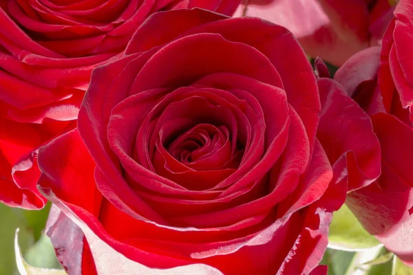 Zbliżenie świeży czerwoną różę. Duży pęczek czerwonych róż. Różowe kwiatki. — Zdjęcie stockowe