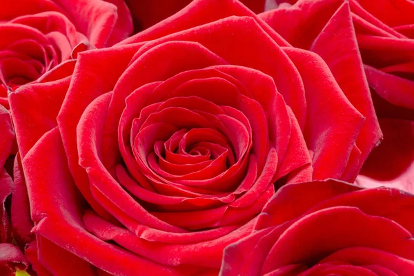 Fechar de uma rosa vermelha fresca. Um monte de rosas vermelhas. Rosa flor padrão . — Fotografia de Stock