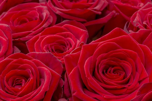 Fechar de uma rosa vermelha fresca. Um monte de rosas vermelhas. Rosa flor padrão . — Fotografia de Stock