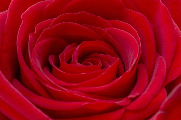 Närbild av en färsk röd ros. Stor knippa av röda rosor. Ros blommönster. — Stockfoto