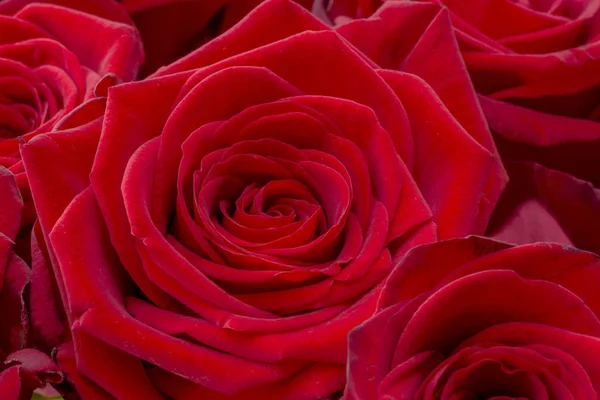 Fechar de uma rosa vermelha fresca. Um monte de rosas vermelhas. Rosa flor padrão . — Fotografia de Stock