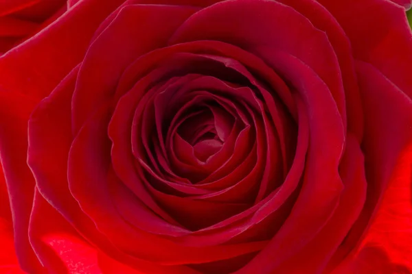 Zbliżenie świeży czerwoną różę. Duży pęczek czerwonych róż. Różowe kwiatki. — Zdjęcie stockowe