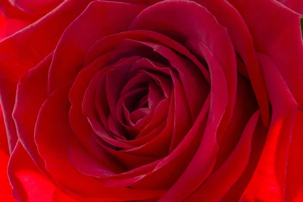 Fechar de uma rosa vermelha fresca. Um monte de rosas vermelhas. Rosa flor padrão . — Fotografia de Stock