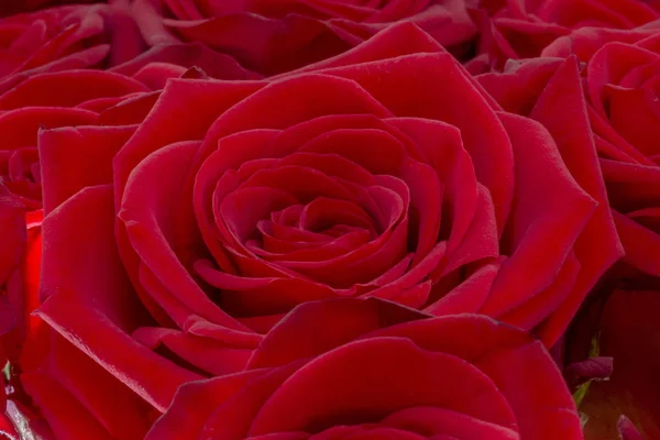 Fechar de uma rosa vermelha fresca. Um monte de rosas vermelhas. Rosa flor padrão . — Fotografia de Stock