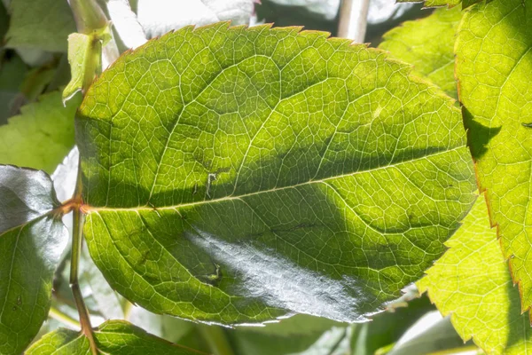 Roze blad textuur, close-up in horizontale richting. Patroon van bladeren. — Stockfoto