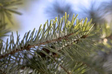 Beyaz kar ile Ladin ağacının dalını. Kış köknar ağacı Frost. Ladin hoar-frost ile dallarında kar tabakası. Yeni yıl yakın çekim için karda kozalaklı ağaç Noel ağacı dalları.