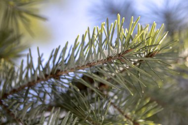 Beyaz kar ile Ladin ağacının dalını. Kış köknar ağacı Frost. Ladin hoar-frost ile dallarında kar tabakası. Yeni yıl yakın çekim için karda kozalaklı ağaç Noel ağacı dalları.