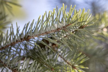 Beyaz kar ile Ladin ağacının dalını. Kış köknar ağacı Frost. Ladin hoar-frost ile dallarında kar tabakası. Yeni yıl yakın çekim için karda kozalaklı ağaç Noel ağacı dalları.