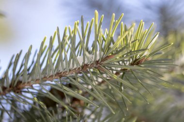 Beyaz kar ile Ladin ağacının dalını. Kış köknar ağacı Frost. Ladin hoar-frost ile dallarında kar tabakası. Yeni yıl yakın çekim için karda kozalaklı ağaç Noel ağacı dalları.