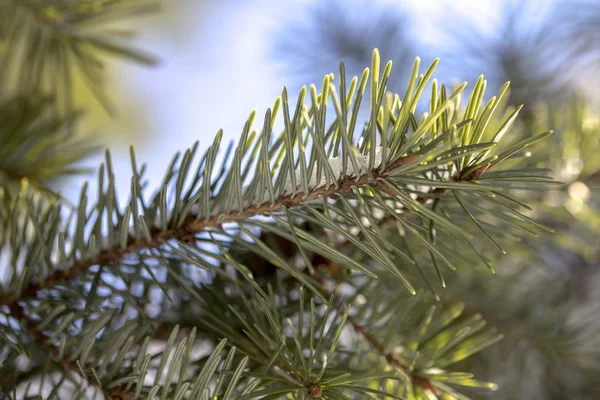 Rama de abeto con nieve blanca. Abeto de invierno en la helada. Capa de nieve sobre ramas de abeto con escarcha. Las ramas del árbol de Navidad del árbol de coníferas en la nieve para el primer plano de Año Nuevo . — Foto de Stock