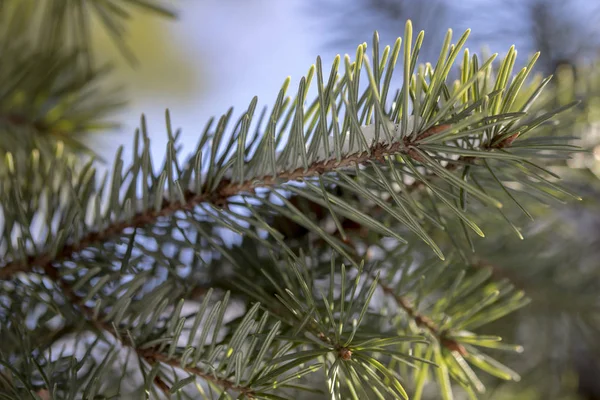 Rama de abeto con nieve blanca. Abeto de invierno en la helada. Capa de nieve sobre ramas de abeto con escarcha. Las ramas del árbol de Navidad del árbol de coníferas en la nieve para el primer plano de Año Nuevo . — Foto de Stock