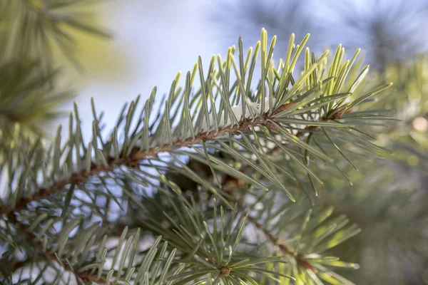 Rama de abeto con nieve blanca. Abeto de invierno en la helada. Capa de nieve sobre ramas de abeto con escarcha. Las ramas del árbol de Navidad del árbol de coníferas en la nieve para el primer plano de Año Nuevo . — Foto de Stock