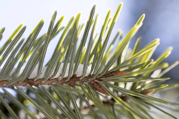 Rama de abeto con nieve blanca. Abeto de invierno en la helada. Capa de nieve sobre ramas de abeto con escarcha. Las ramas del árbol de Navidad del árbol de coníferas en la nieve para el primer plano de Año Nuevo . — Foto de Stock