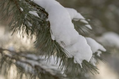 Kar kaplı çam ağacı dalları kapat. donmuş köknar ağacı dalı, portre
