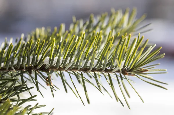 Ramas de pino cubiertas de nieve de cerca. rama de abeto congelado, primer plano — Foto de Stock