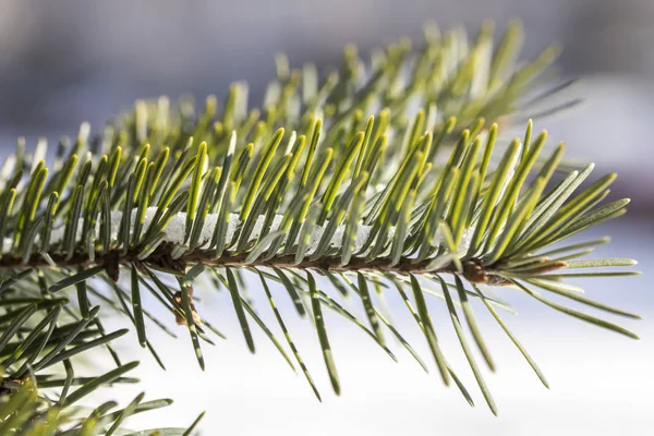 Ramas de pino cubiertas de nieve de cerca. rama de abeto congelado, primer plano — Foto de Stock