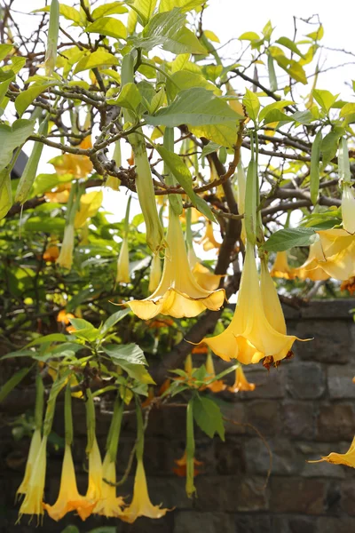 黄色ブルグマンシアという天使のトランペットやチョウセンアサガオの花 — ストック写真