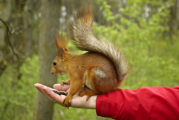 Écureuil assis sur une main avec des graines de tournesol — Photo