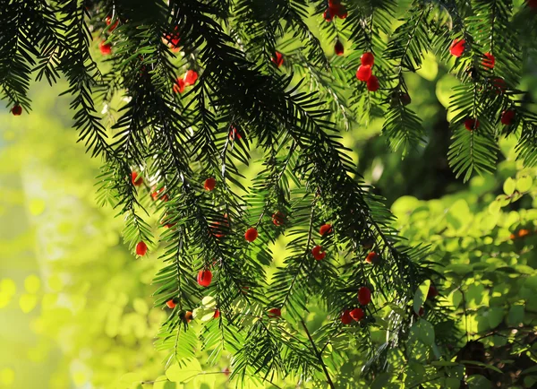 Bagas vermelhas crescendo em árvore de teixo sempre verde na luz solar — Fotografia de Stock