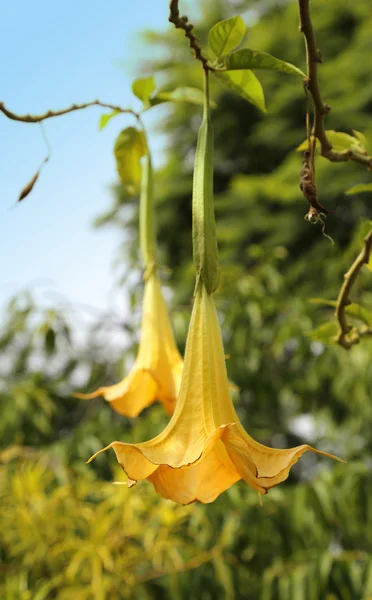 黄色ブルグマンシアという天使のトランペットやチョウセンアサガオの花 — ストック写真