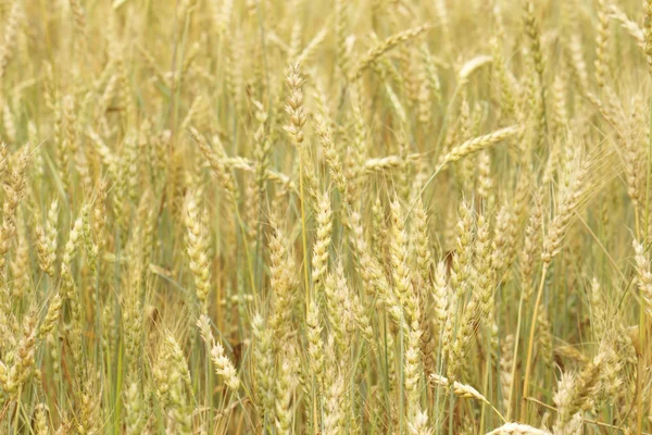 Korn fältet natur bakgrund — Stockfoto