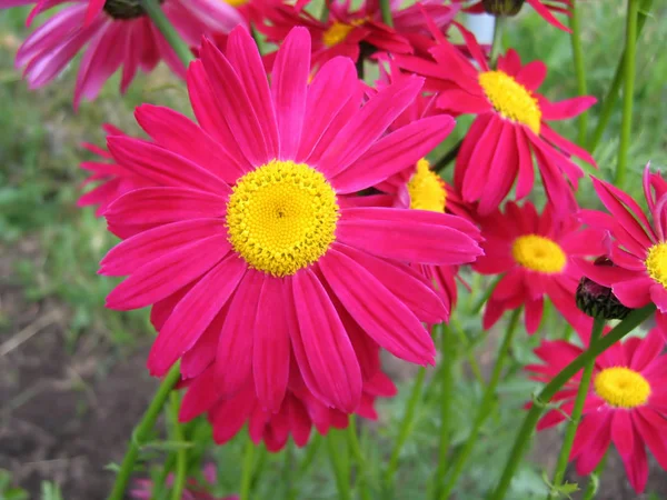 Beautiful Pyrethrum flowers — Stock Photo, Image