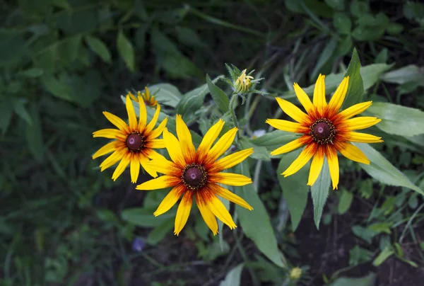 Flores amarillas brillantes de Rudbeckia —  Fotos de Stock