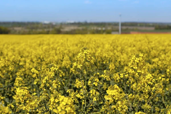 Feld der Blumen Winterkresse — Stockfoto