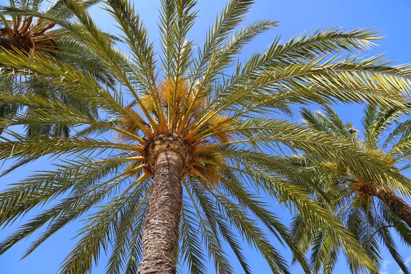 Zweige schöner Palmen — Stockfoto