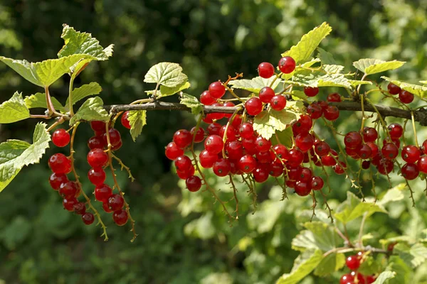 Gren av ljusa röda vinbär — Stockfoto