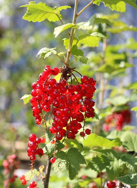 Ett gäng röda vinbär — Stockfoto