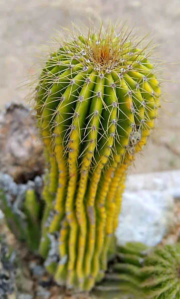 Prickly big cactus — Stock Photo, Image