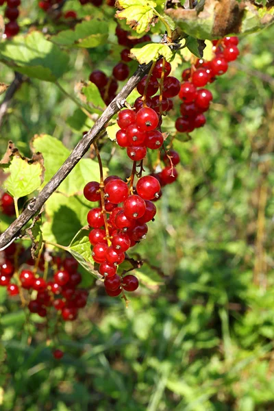 Ramo de grosellas rojas brillantes — Foto de Stock