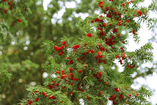 Rode bessen die groeien op de takken van groenblijvende Taxus — Stockfoto
