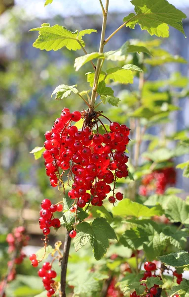 Ett gäng röda vinbär — Stockfoto