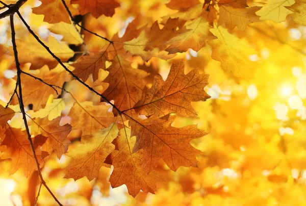 Beautiful autumn branch with sunlight — Stock Photo, Image