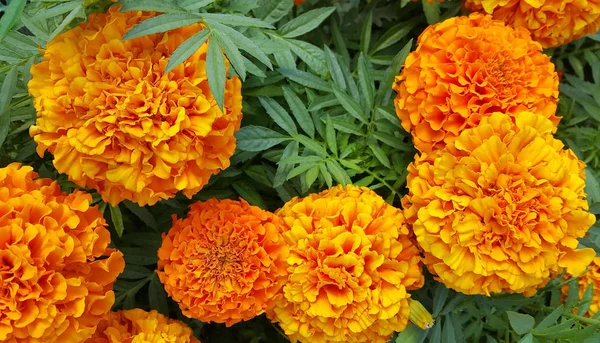 Krásné květiny měsíčky (Tagetes) — Stock fotografie