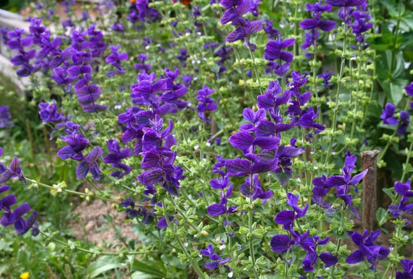 Salvia viridis (Salvia horminum) in the summer garden — Stock Photo, Image