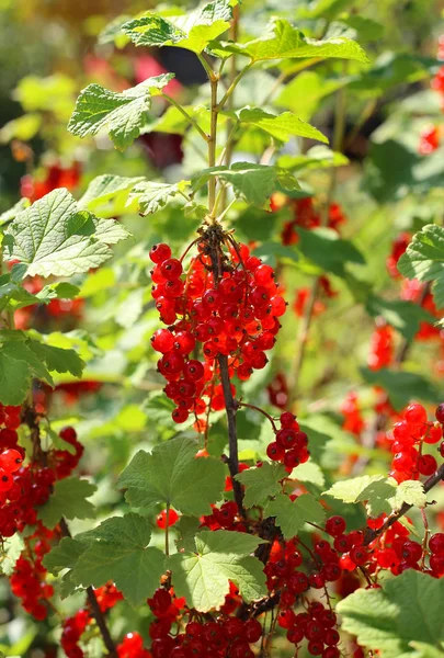 Bunch of bright red currants — Stock Photo, Image