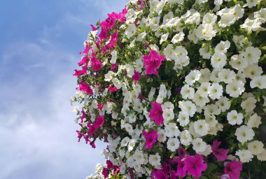 Parlak Petunya çiçek