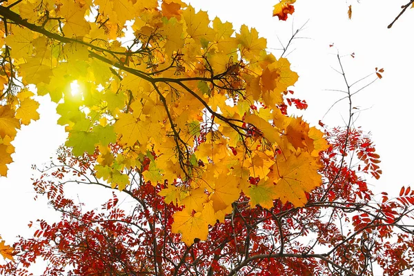 Piękny gałęzie drzew jesienią — Zdjęcie stockowe