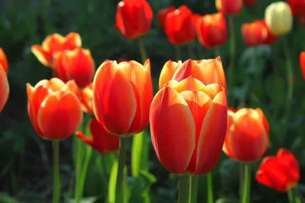 Beautiful bright tulips — Stock Photo, Image