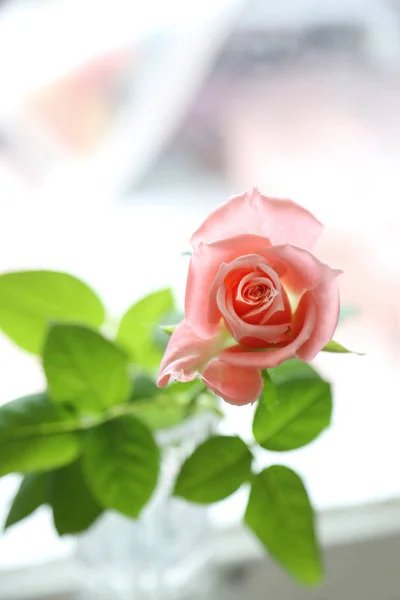 美丽的粉红色玫瑰特写 — 图库照片