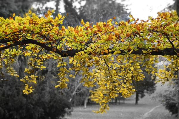 Ramo amarelo brilhante da árvore de outono — Fotografia de Stock