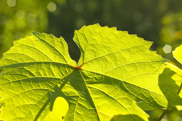 日光で燃えるようなブドウの葉 — ストック写真