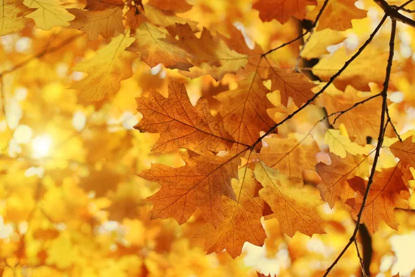 Belle branche d'automne avec lumière du soleil — Photo