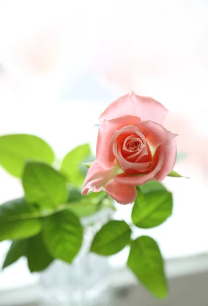 Schöne rosa Rose Nahaufnahme — Stockfoto