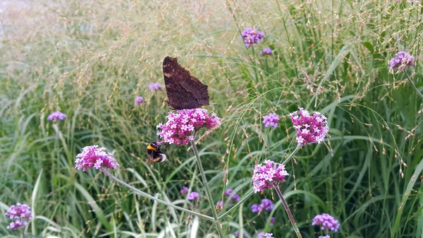 Mariposa y abeja sentadas en una hermosa flor lila — Foto de Stock