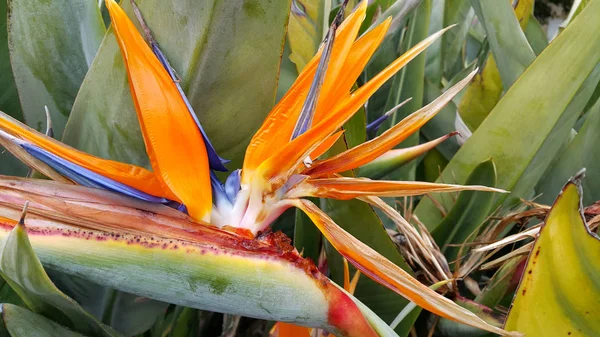 Zbliżenie Strelitzia Reginae kwiat (ptak rajski kwiat) — Zdjęcie stockowe