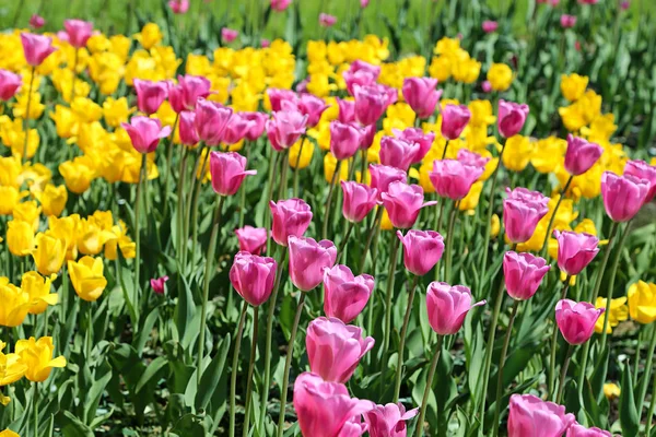 Krásné světlé barevné tulipány — Stock fotografie